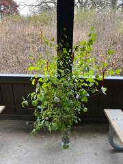 Care for creation inspirational prayers tied to tree branches